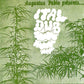 Augustus Pablo - Ital Dub